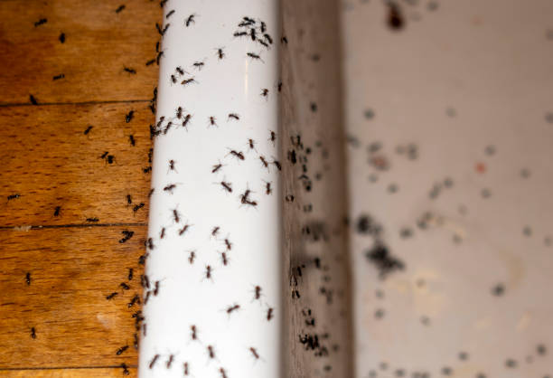 Flea Control Services in Elkland, PA